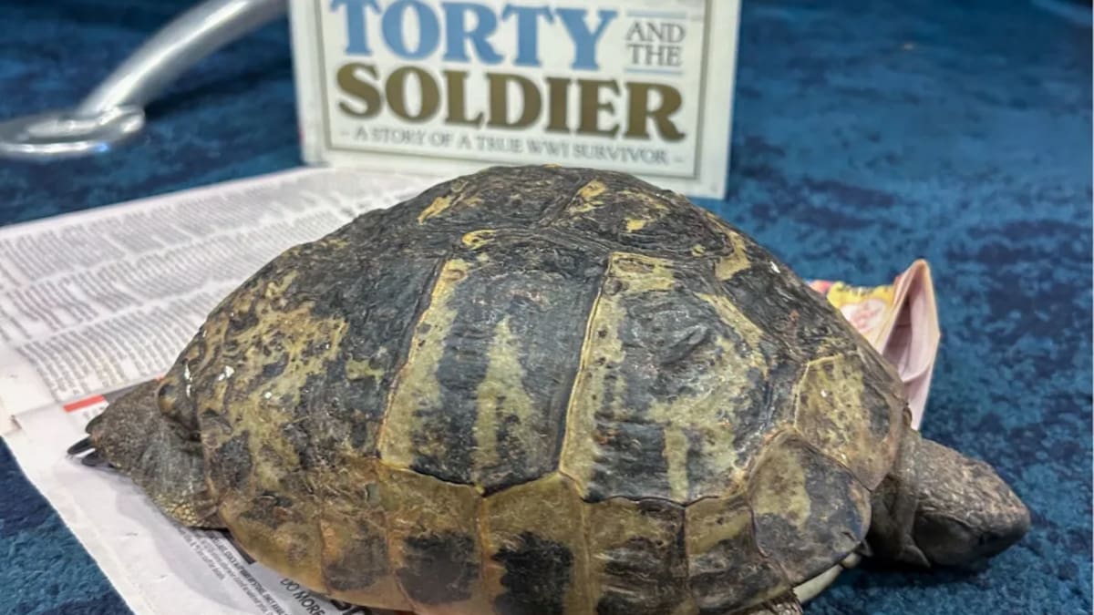 Torty the tortoise, who survived World War I, visits Te Papa exhibit that tells her story