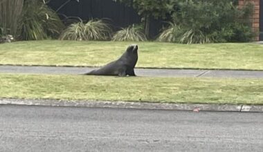 Seal surprises Taradale, Napier residents after wandering into suburb