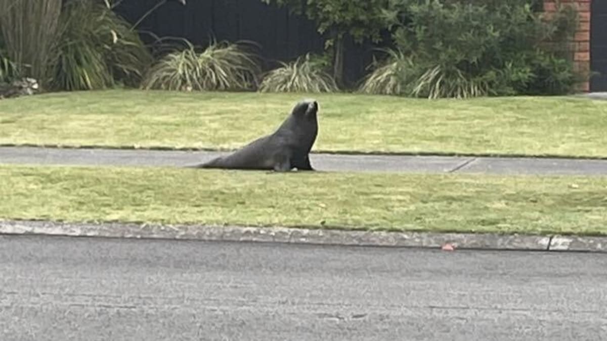 Seal surprises Taradale, Napier residents after wandering into suburb