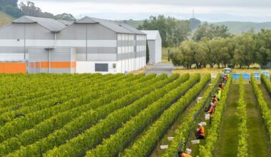 Early pickings in Hawke’s Bay making for great wine – 2026 vintage report