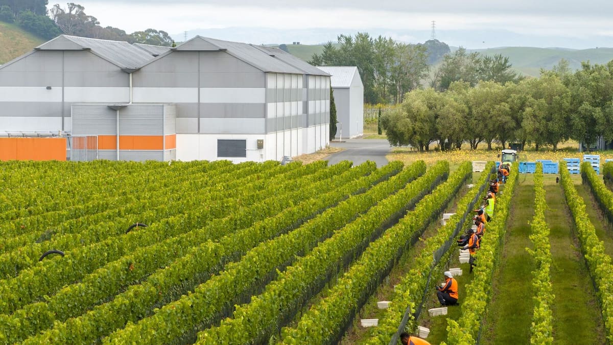Early pickings in Hawke’s Bay making for great wine – 2026 vintage report