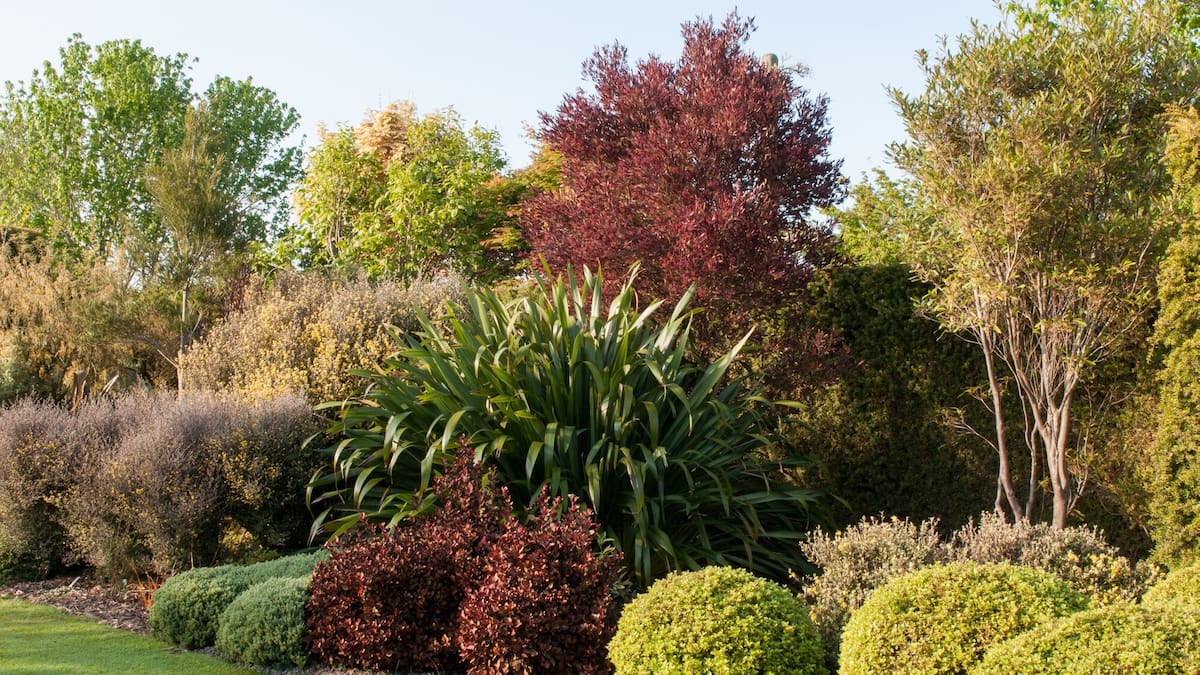 Kem Ormond: Why New Zealand natives deserve more space in our gardens
