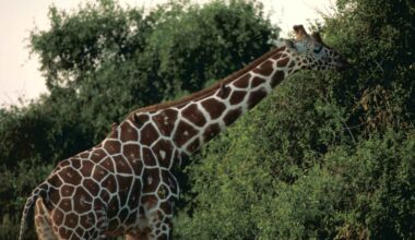 Exploring giraffe-human conflict in Kenya