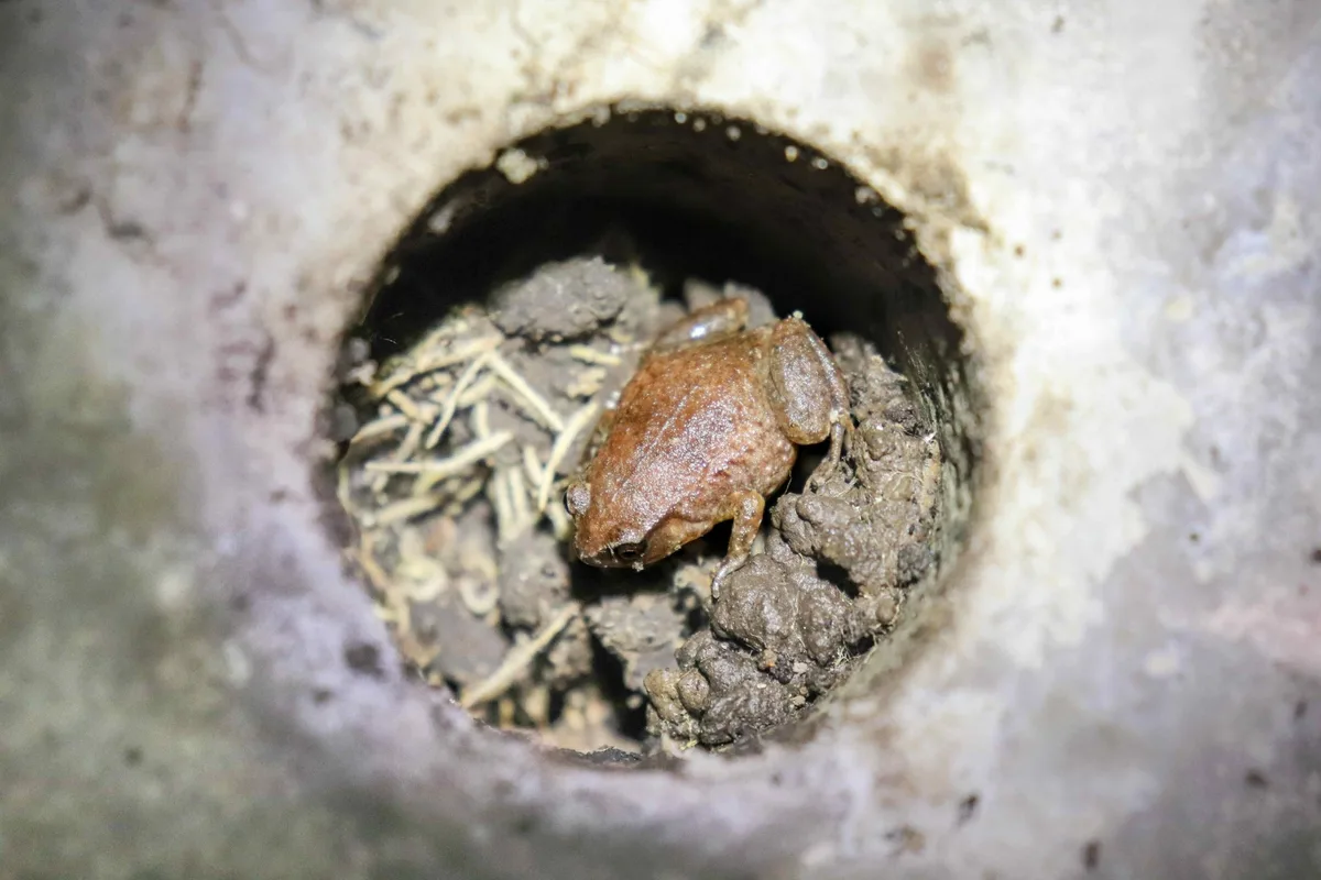 Robust whistling frog in shelter