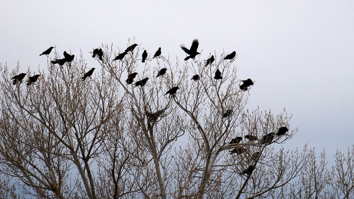 Herald morning quiz: April 17 - New Zealand News