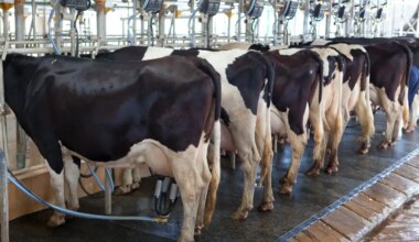 Cow milking facility