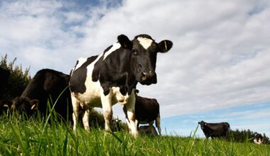 Fonterra farmer windfall: Experts urge debt repayment after $400k payout