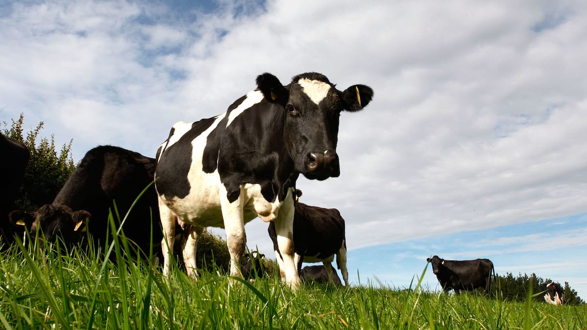 Fonterra farmer windfall: Experts urge debt repayment after $400k payout