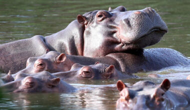 Colombia approves plan to cull of Escobar’s wild hippos