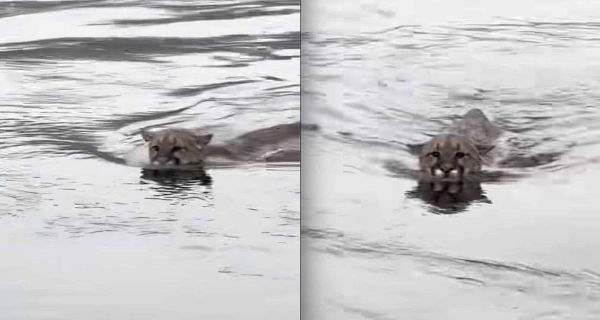 Large Mountain Lion Spotted Swimming Off the Coast of Vancouver Island