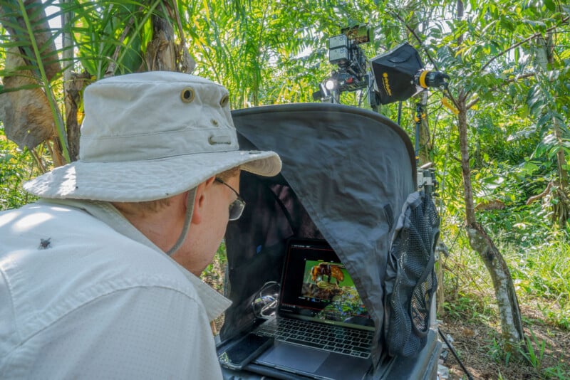 A person wearing a wide-brimmed hat examines a laptop inside a small tent-like enclosure outdoors, surrounded by green plants and camera equipment set up for wildlife photography.