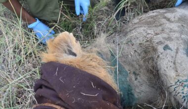 "Once an animal puts their head into a snare and moves, it tightens quickly around their body"