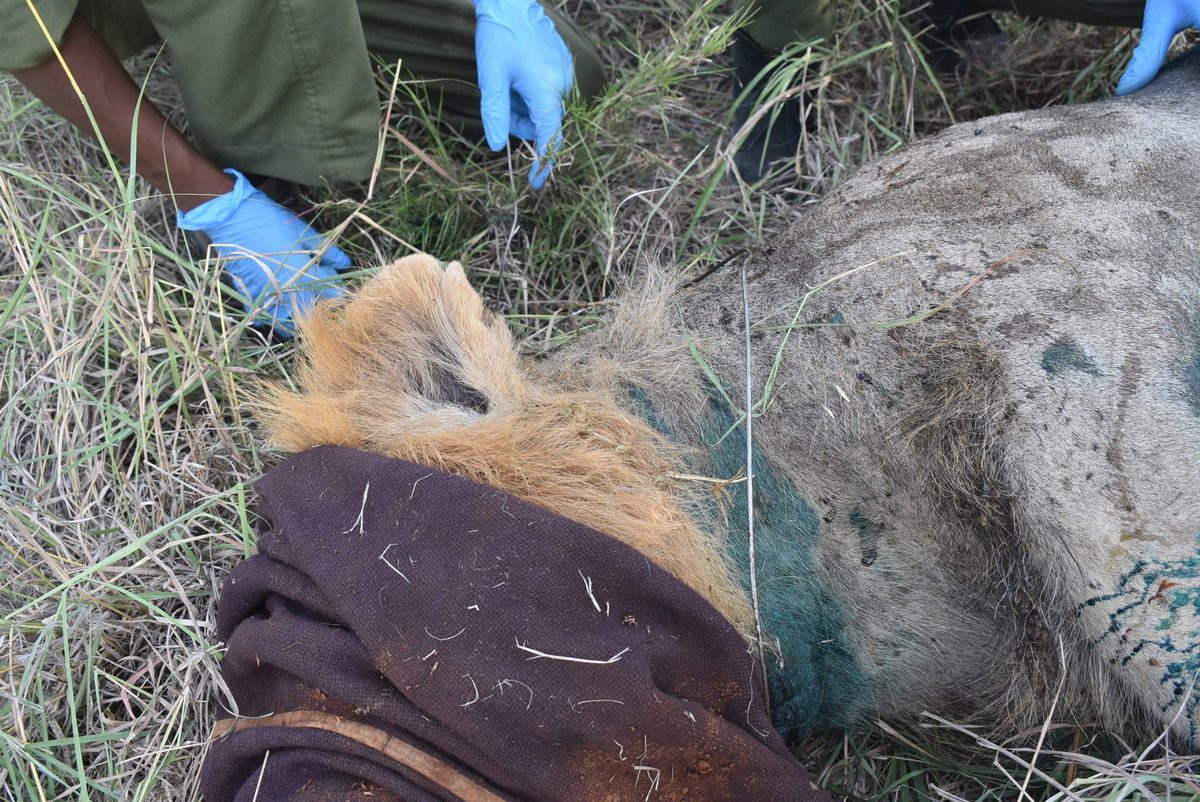 "Once an animal puts their head into a snare and moves, it tightens quickly around their body"