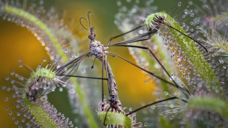 A close-up of a large insect trapped on the sticky tendrils of a carnivorous sundew plant, with droplets glistening on the plant’s surface and a blurred green and yellow background.