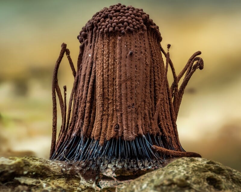 Close-up image of a chocolate brown mushroom-like fungus with a tall, cylindrical stalk and clustered round spore heads on top, growing from mossy ground.