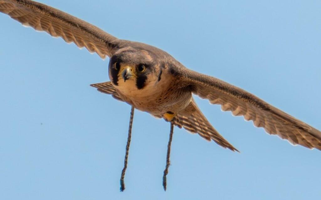 Strips of leather remained attached to the falcon's legs (Photo: Ayalon Gur, Israel Nature and Parks Authority) רצועות העור נותרו על רגלי הבז
