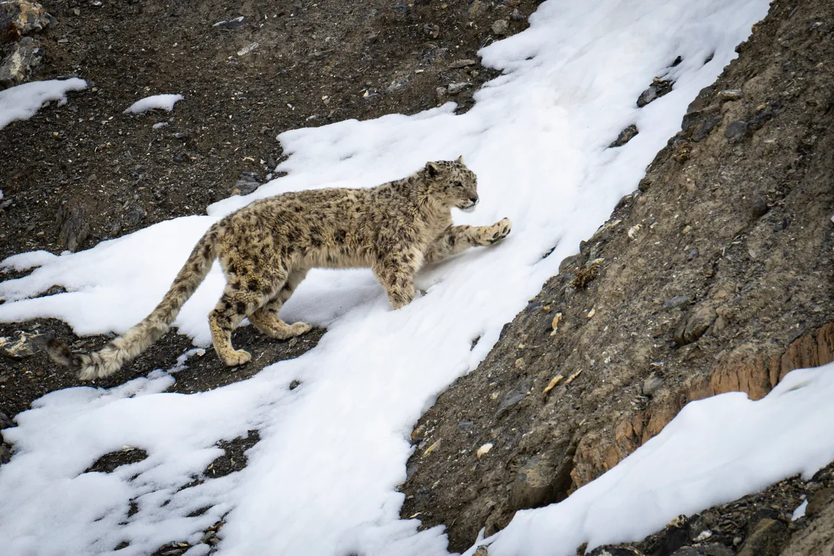 Snow leopard in Himalayas