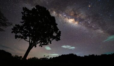 The Milky Way streaks diagonally across a starry sky at night, with the silhouette of a tree standing over a leafy silhouetted horizon.