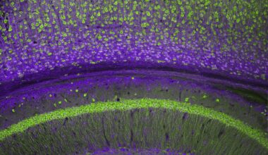 Scientists can now 'edit' brain circuits to enhance memory