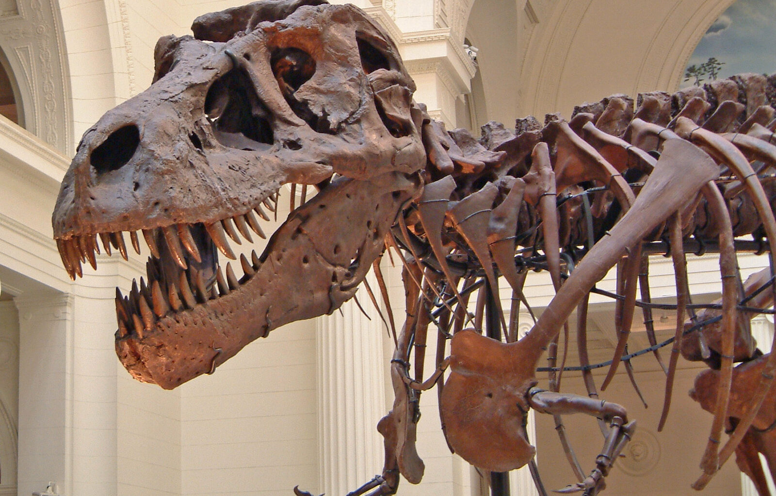 T. Rex Blood Vessels Discovery Reveals How Dinosaurs Healed Injuries