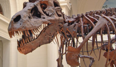 T. Rex Blood Vessels Discovery Reveals How Dinosaurs Healed Injuries
