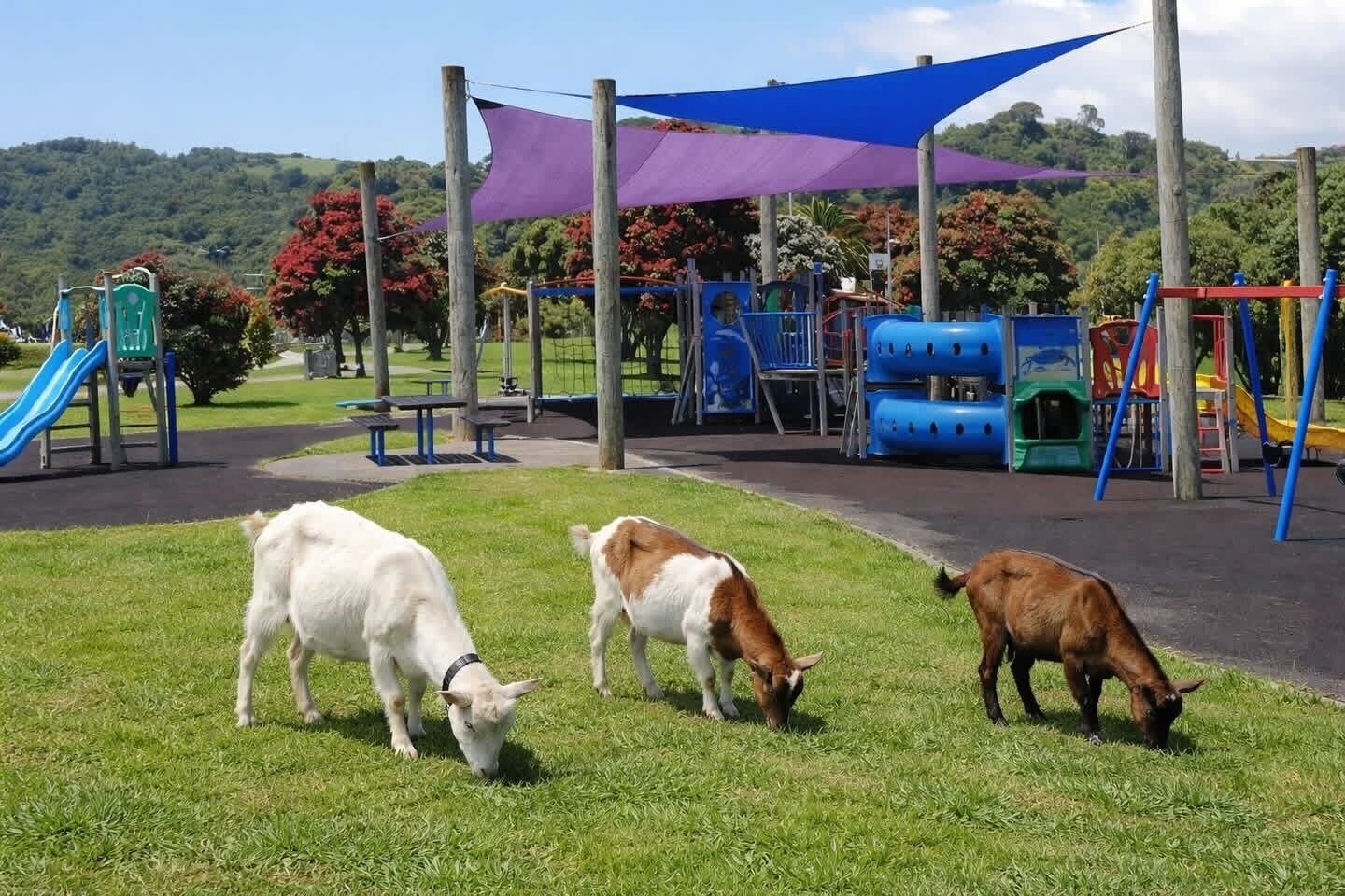  Whakatāne District Council added goats to its maintenance crew for April Fool's Day. Photo / Whakatāne District Council