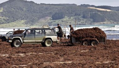Far North iwi unite behind bold plan to expand mussel aquaculture