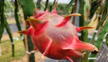 Sweeter dragon fruit poised to be Northland’s next big crop