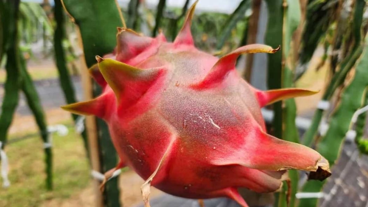 Sweeter dragon fruit poised to be Northland’s next big crop