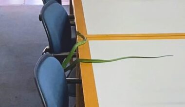Green mamba