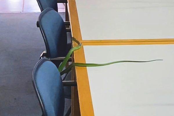 Green mamba