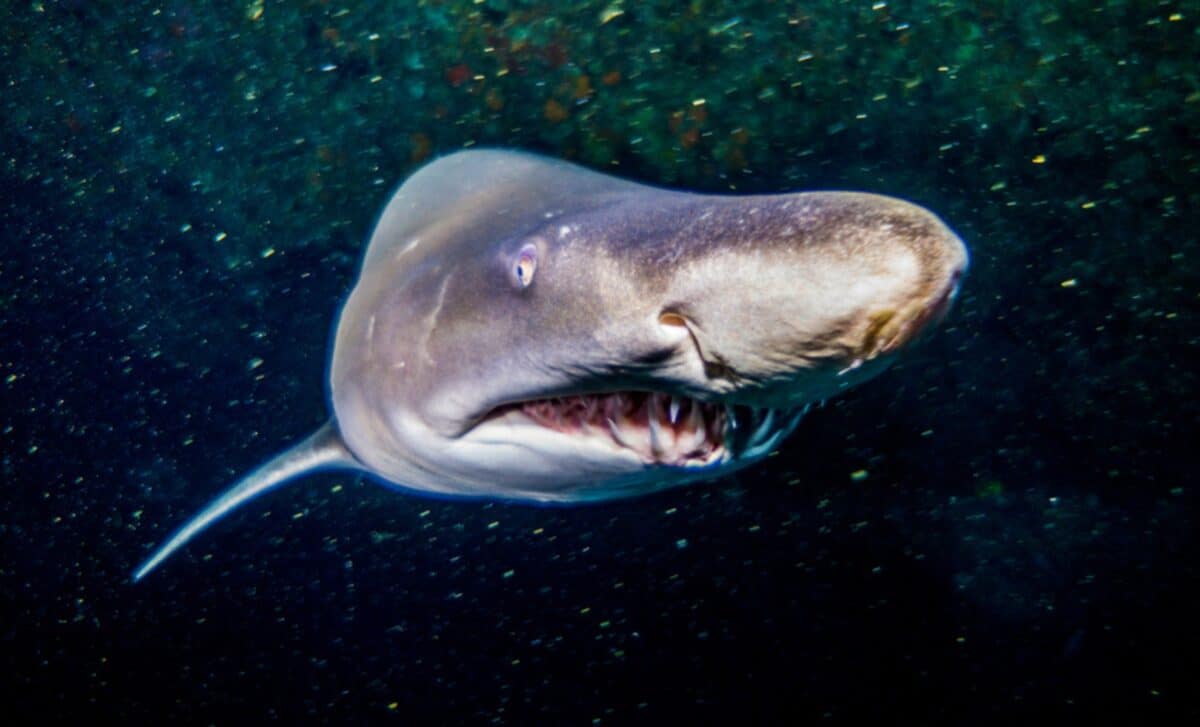 The Ocean's Top Predator Just Got A New Predator Of Its Own