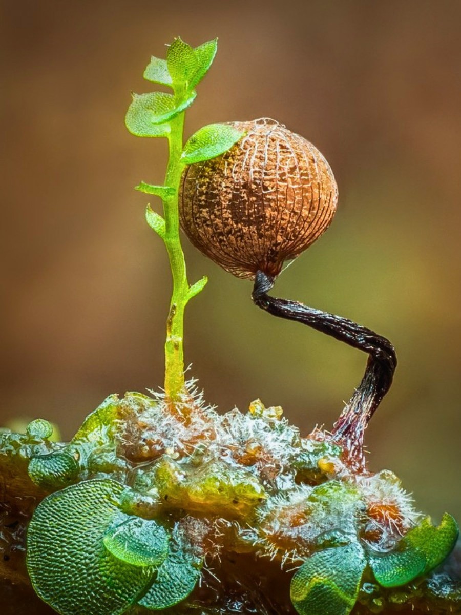 Barry Webb’s Macro Photos Reveal the Hidden, Colorful World of Slime Molds