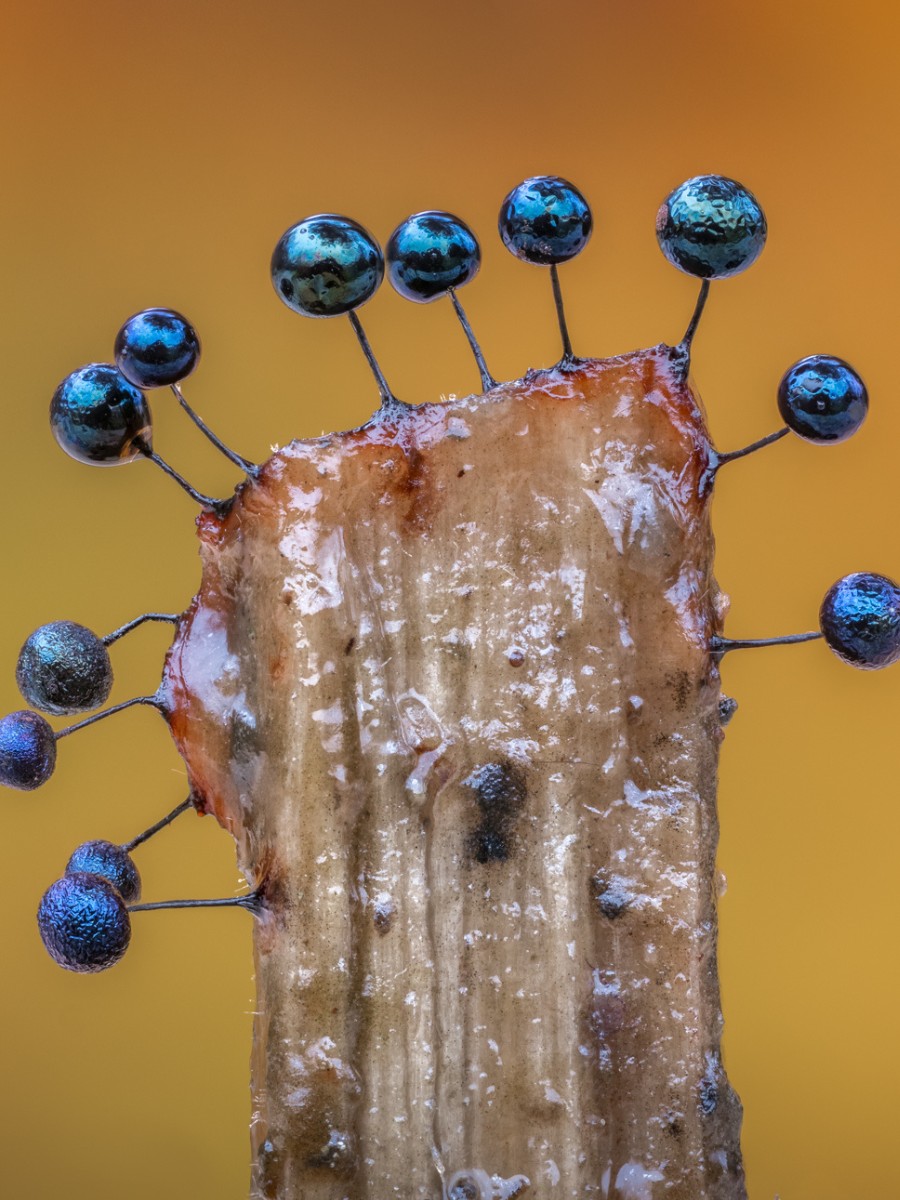Barry Webb’s Macro Photos Reveal the Hidden, Colorful World of Slime Molds