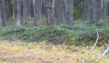 This Rare Wildlife Sighting Could End One Country’s “extinct” Label