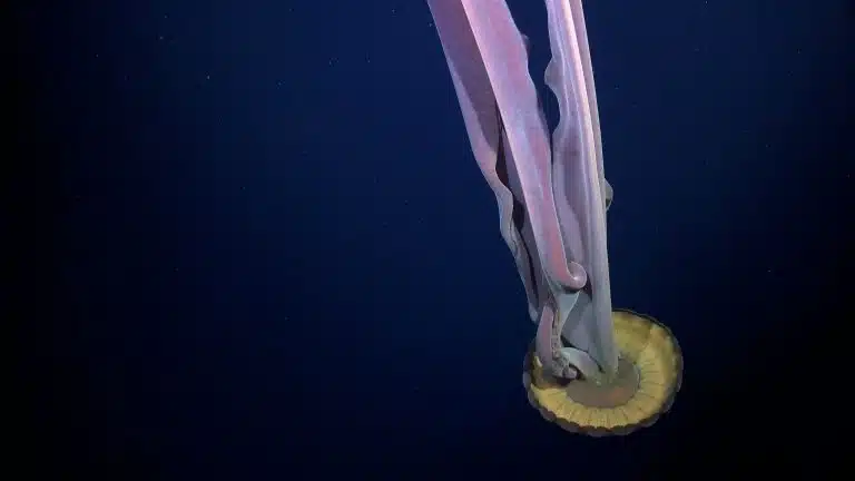 This Giant Phantom Jelly, Found Near Antarctica, Can Grow Over 1 Meter Across With 10 Meter Long Arms.