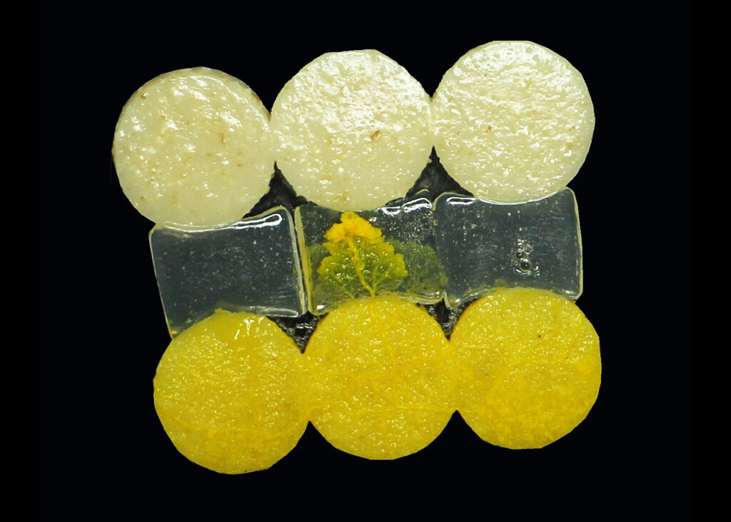 Circular slime mold colonies crossing rectangular gel border to reach circles of food on the other side