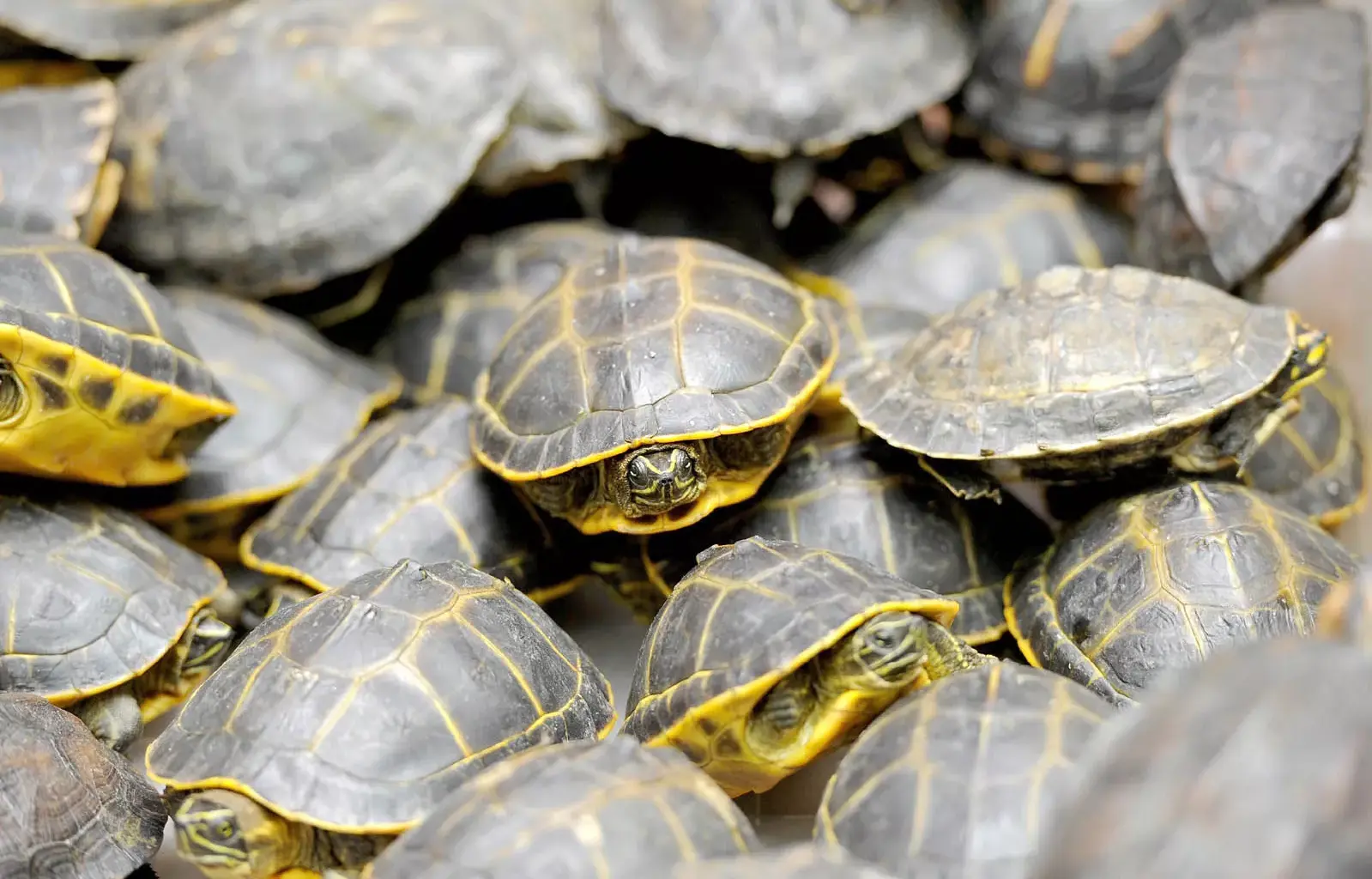 rare species of turtles washed ashore