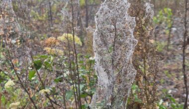 Web over Waikato: Spider expert explains massive spiderweb blankets seen in Huntly