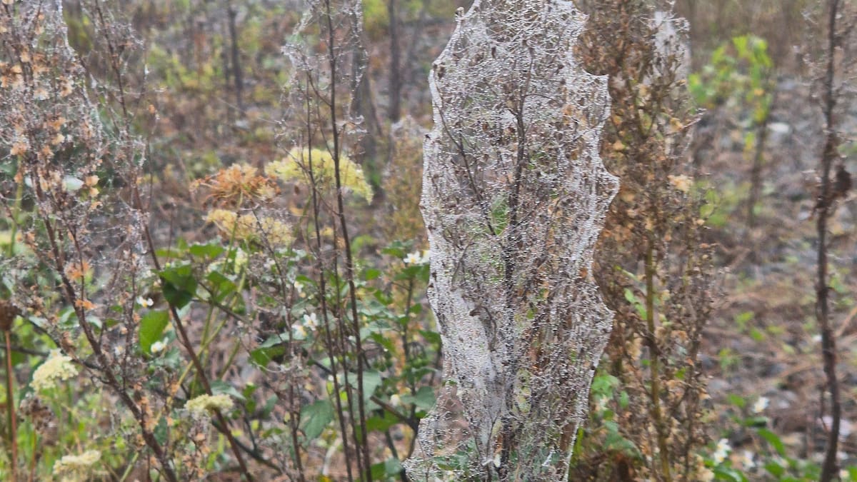 Web over Waikato: Spider expert explains massive spiderweb blankets seen in Huntly