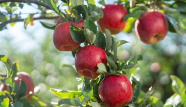 T&G’s Envy apple tops $1b global sales as demand for premium fruit grows