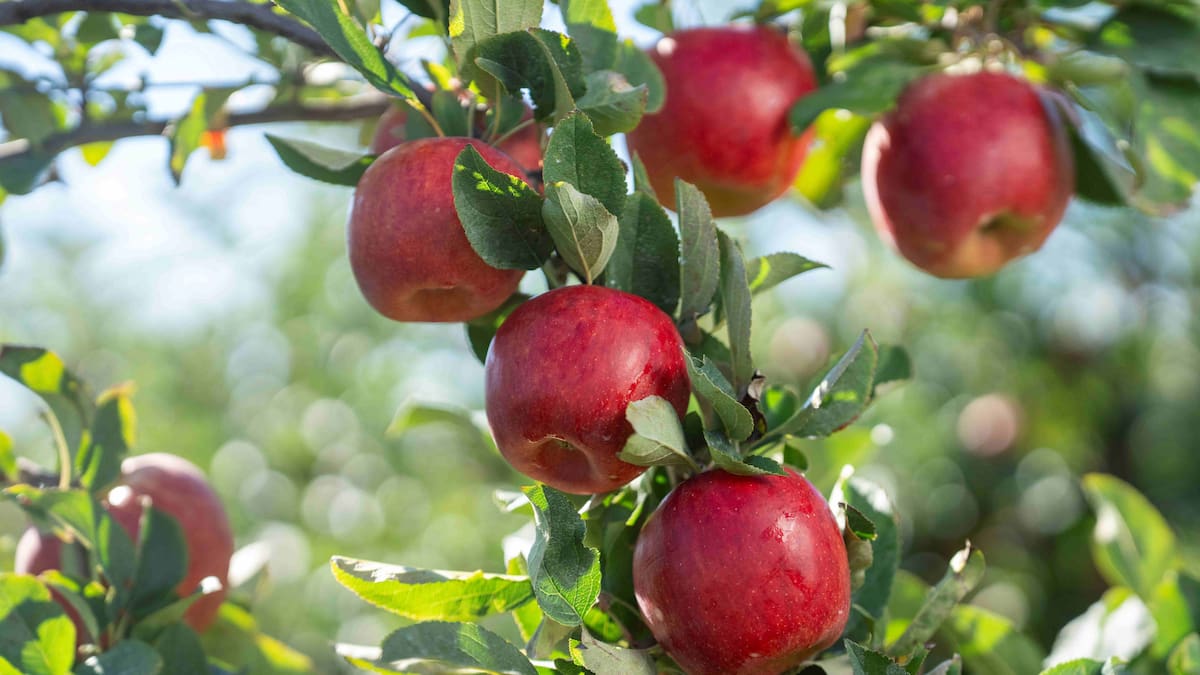 T&G’s Envy apple tops $1b global sales as demand for premium fruit grows