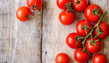 WorldVeg debuts tomatoes that are both resilient and attractive to buyers