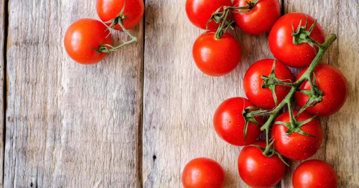 WorldVeg debuts tomatoes that are both resilient and attractive to buyers