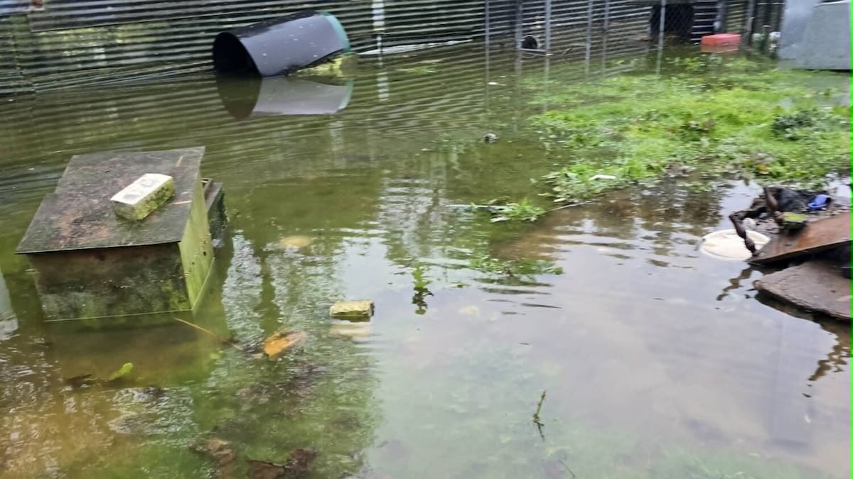 Mamaku resident blames flooding for elevated E. coli levels at property, asks for council help