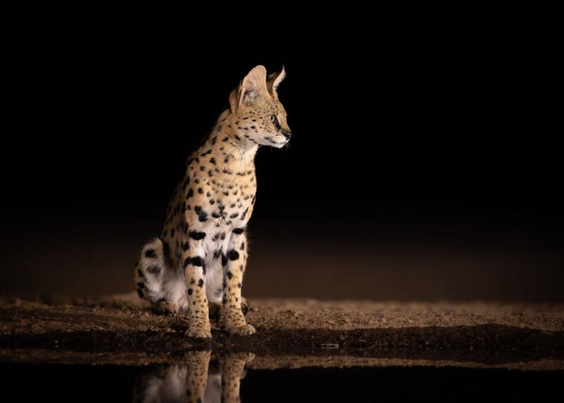 A serval cat with spotted fur sits on sandy ground at night, illuminated against a dark background, with its reflection visible in a small pool of water nearby.