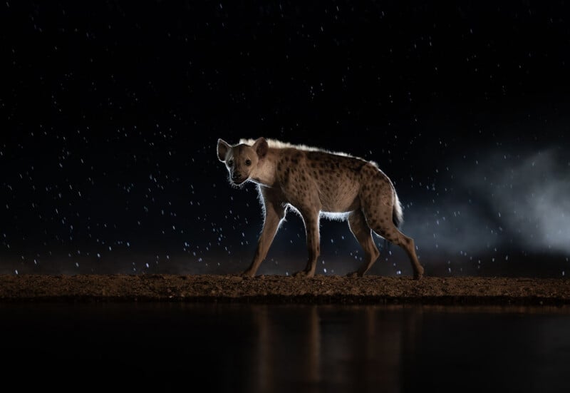 A spotted hyena walks along the edge of water at night, illuminated from behind, with raindrops falling and a misty background creating a dramatic scene.