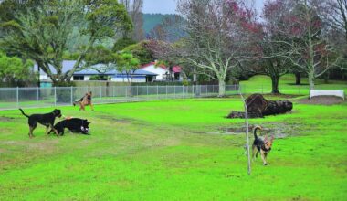 Whakatāne dog rules review: No two-dog limit, new beach controls