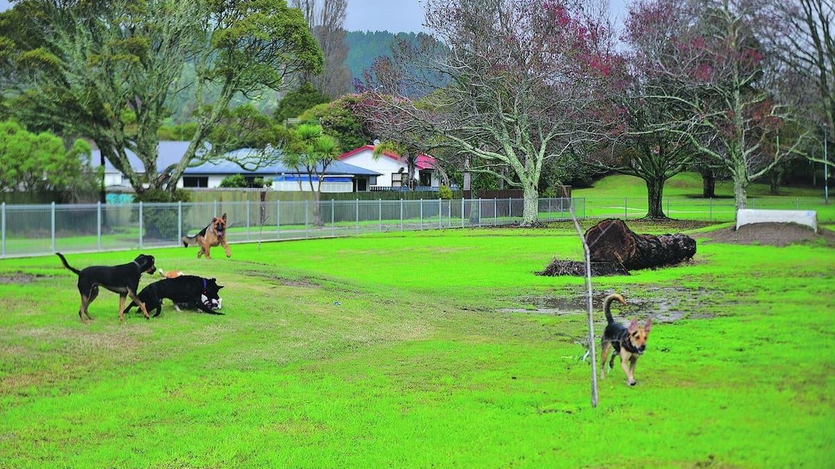 Whakatāne dog rules review: No two-dog limit, new beach controls