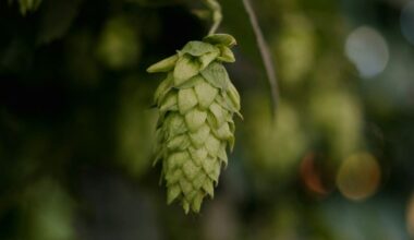 NZ hop farmers diversify as US tariffs make market harder to crack